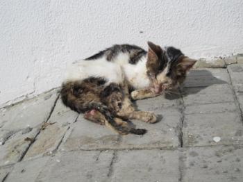 Freddie Bild von Freddie