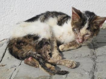 Freddie Bild von Freddie