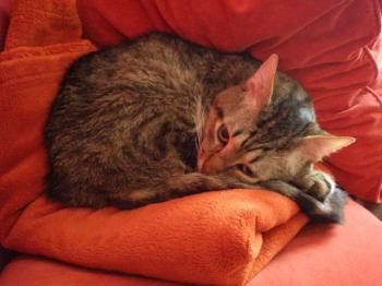 Mowgly Bild von Mowgly