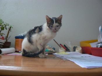 Freddie Bild von Freddie