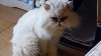 Bild von Legolas
