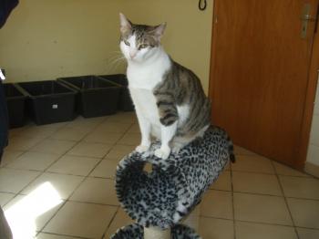 Tigris Bild von Tigris