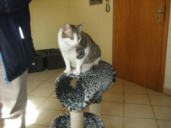 Tigris Bild von Tigris