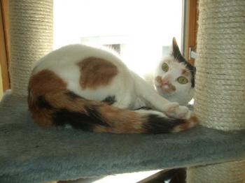 Sodfa Bild von Miss Sodfa