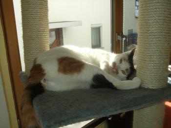 Sodfa Bild von Miss Sodfa