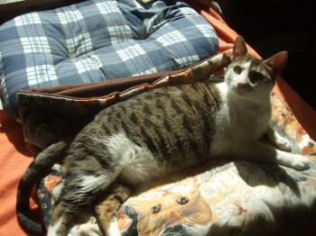Tigris Bild von Tigris