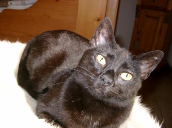 Nera Bild von Nera