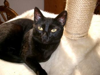 Nera Bild von Nera