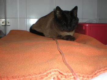 Don Pinpon Bild von Don Pinpon