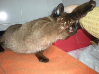 Don Pinpon Bild von Don Pinpon