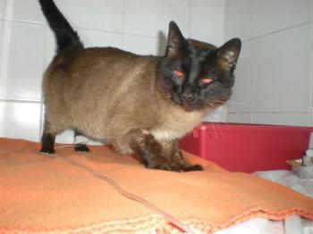 Don Pinpon Bild von Don Pinpon