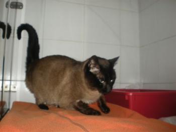 Don Pinpon Bild von Don Pinpon