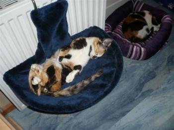Holly Bild von Holly
