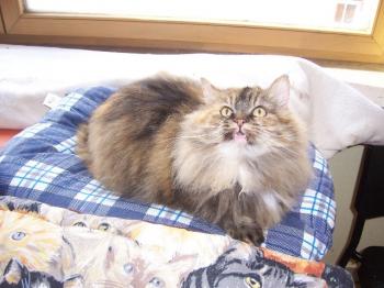 Cloe Bild von Cloe