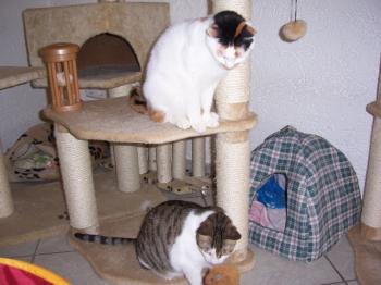 Sodfa Bild von Miss Sodfa