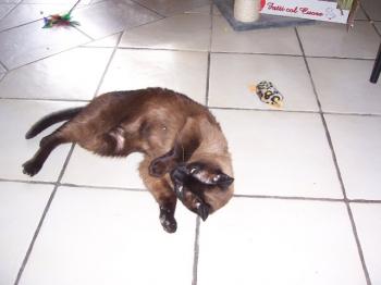 Mika Bild von Mika