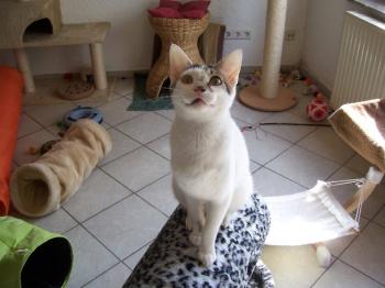Henry Bild von Henry