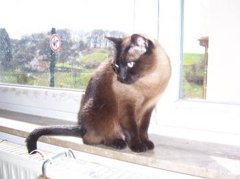 Mika Bild von Mika