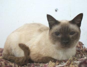 Romeo Bild von Romeo