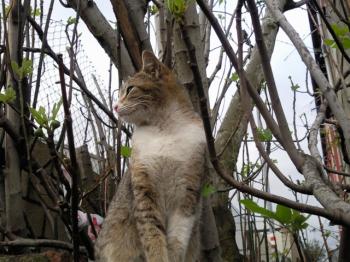 Silvestre Bild von Silvestre