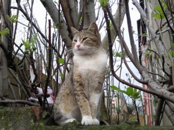 Silvestre Bild von Silvestre