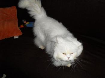 Blanca Bild von Blanca