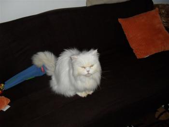Blanca Bild von Blanca
