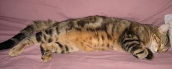Ankor Bild von Ankor