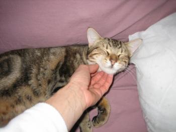 Ankor Bild von Ankor