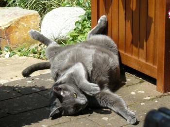 Pepper Bild von Pepper