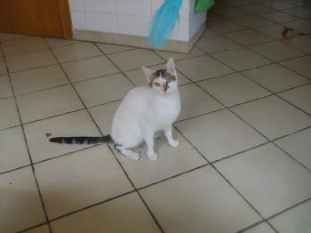 HEnry Bild von Henry