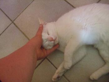 Blanquito Bild von Blanquito