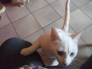 282 Bild von Blanquito