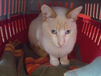 Tango Bild von Tango