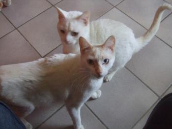 Blan Bild von Blanquito