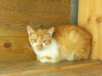 Garfield Bild von Filippo