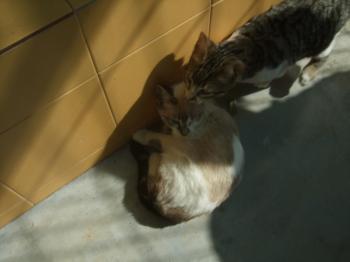 Ohne Bild von Tapsy