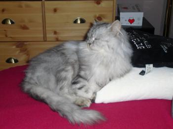 Kenzo Bild von Kenzo
