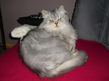 Kenzo Bild von Kenzo