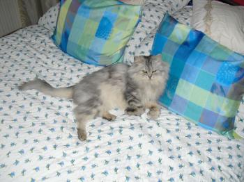 Kenzo Bild von Kenzo