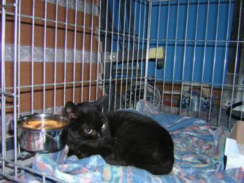 Tango Bild von Tango