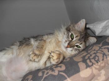 Koti Bild von Koti