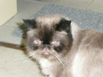 Bebo Bild von Bebo