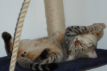 Bild von Musin