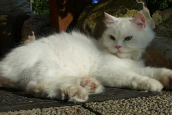 Fluffly Bild von Fluffy
