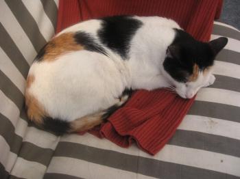 Mota Bild von Mota