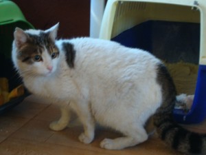 4853 Bild von 4853 - Kitt