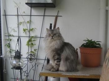 Kenzo Bild von Kenzo