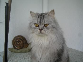Kenzo Bild von Kenzo
