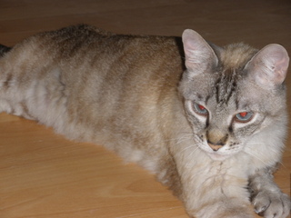 Sixti Bild von Sixti